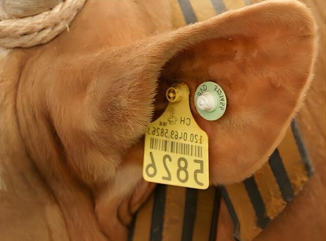 We also offer RFID animal ear tags, chicken foot rings, drone services for crop assessment and management, wireless automatic weather stations, soil pH sensors, and automatic garden irrigation timers.
